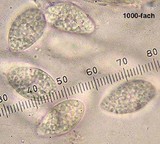 Graddonia coracina image
