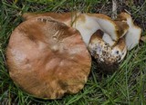 Gyroporus castaneus image