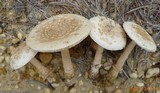 Amanita sect. Vaginatae image