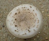Amanita sect. Vaginatae image
