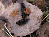 Ciboria caucus image