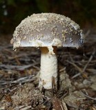 Amanita sect. Vaginatae image