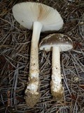 Amanita sect. Vaginatae image
