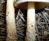 Amanita sect. Vaginatae image