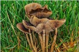 Psilocybe stuntzii image
