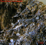 Thecotheus holmskioldii image