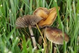 Psilocybe stuntzii image
