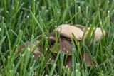 Psilocybe stuntzii image
