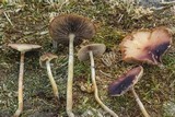 Psilocybe stuntzii image