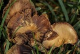 Psilocybe stuntzii image