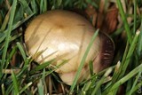 Psilocybe stuntzii image