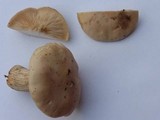 Clitocybe robusta image