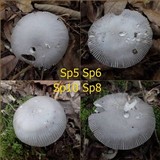 Amanita huijsmanii image