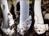 Amanita huijsmanii image