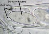 Thecotheus holmskioldii image