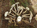 Amanita sect. Vaginatae image