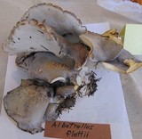 Albatrellus flettii image