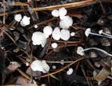 Marasmius epiphyllus image