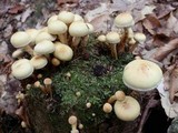 Pholiota alnicola image