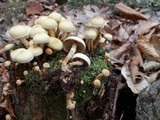 Pholiota alnicola image