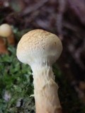 Pholiota alnicola image