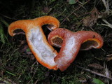 Lactarius deterrimus image