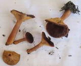 Lactarius atrobadius image