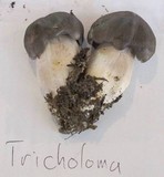 Tricholoma nigrum image