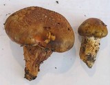 Tricholoma focale image