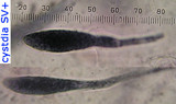 Russula decipiens image