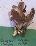 Gomphus clavatus image