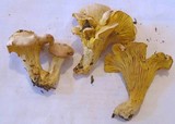 Cantharellus roseocanus image