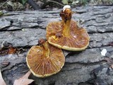Pholiota limonella image