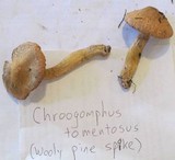 Chroogomphus tomentosus image