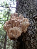 Hericium americanum image