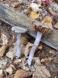 Cortinarius anomalus image