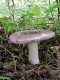 Russula fragilis image