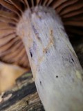 Cortinarius anomalus image