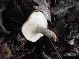 Lactarius mucidus image
