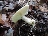 Lactarius mucidus image