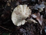 Lactarius mucidus image