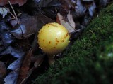 Pholiota limonella image