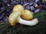 Pholiota limonella image
