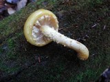 Pholiota limonella image