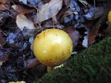 Pholiota limonella image