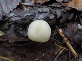 Cuphophyllus virgineus image