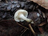 Cuphophyllus virgineus image