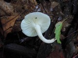 Cuphophyllus virgineus image