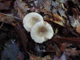 Lactarius cinereus image