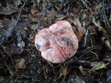 Hygrophorus russula image